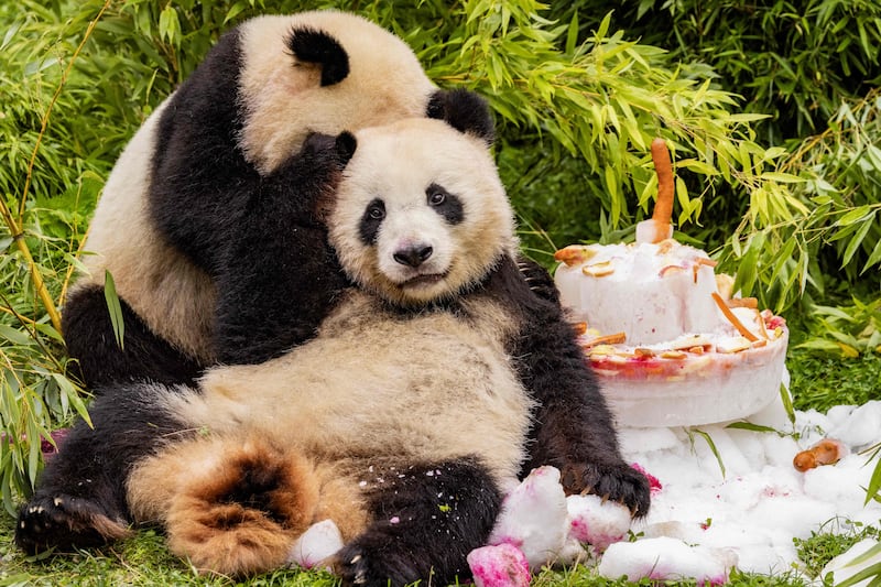 Panda cubs Pit and Paule of Berlin's Zoologischer Garten. Photograph: Odd Andersen/AFP