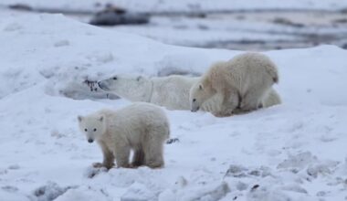 Watch: Wild polar bear mother adopts orphaned cub in 'rare' occurrence