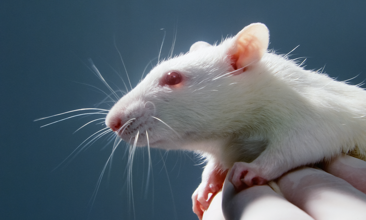 The Very Human Stressor That Causes Rats to Seek Out Weed, Too