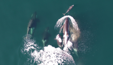 Dolphin with a pod of northern resident killer whales.