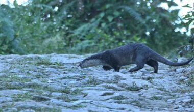 In Nepal, the world’s smallest otter continues to elude researchers