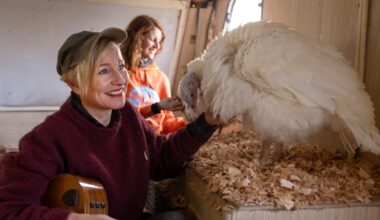 Cathy Davey sings to turkeys locked up due to avian flu – The Irish Times