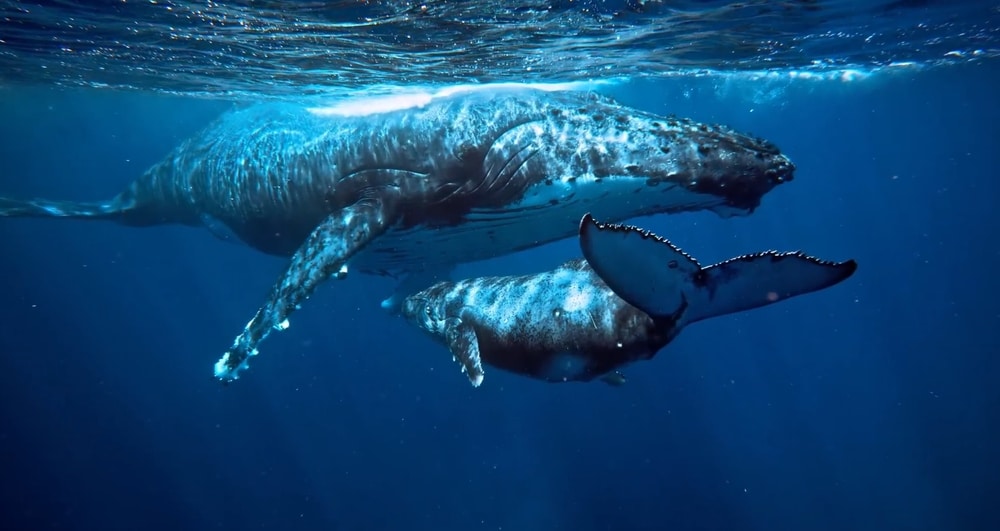 A Humpback Whale And Its Calf Swim Just Below The Surface In Clear Blue Water.