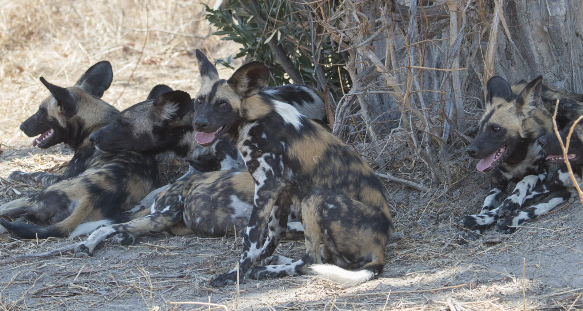 ‘Internet of Animals,’ a unified wildlife tracker, set to resume after hiatus