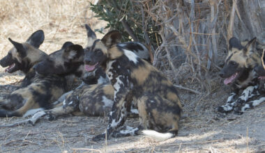 ‘Internet of Animals,’ a unified wildlife tracker, set to resume after hiatus