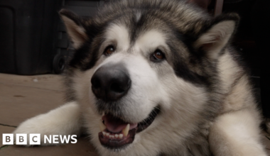 The amazing animals making the news in 2025