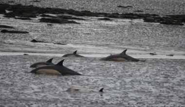 ‘Difficult and distressing’ two-day effort saves 20 dolphins stranded off Clare coast