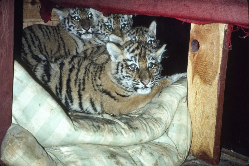 In 1992, Lena the tiger was poached just months after giving birth to four cubs. The Siberian Tiger Project found her collar in the snow, and rescued the orphaned cubs, who were hiding in the snow nearby waiting for their mother to return.
