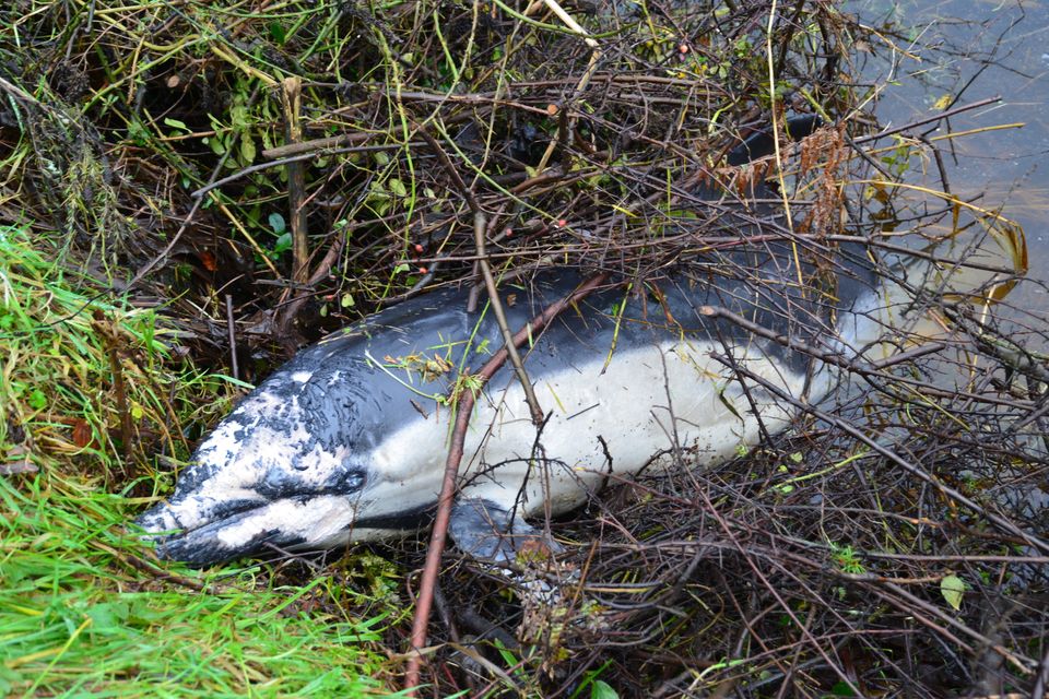 A dolphin has washed up on the banks of the River Barrow at St Mullins in Co Carlow. Photo: Tony McGahan