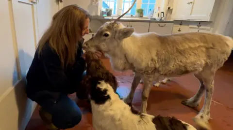 BBC Angie Nelson in a kitchen with Lars the reindeer, who has light fur, and a brown and white dog.