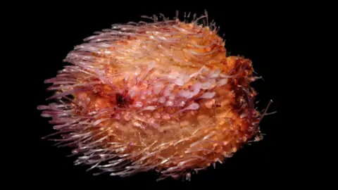 Natural History Museum/ University of Gothenburg A sea urchin shaped like an egg with a flat top. It is bright ornge with red patches, and many thick hair-like pale pink strands coming off the body.