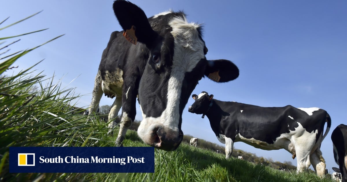 China slaps tariffs on EU cheese and cream amid trade row