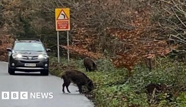 Wild boars fighting in Petersfield road prompts police warning