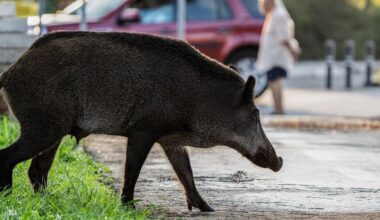 Stakeouts in Ekali? | eKathimerini.com