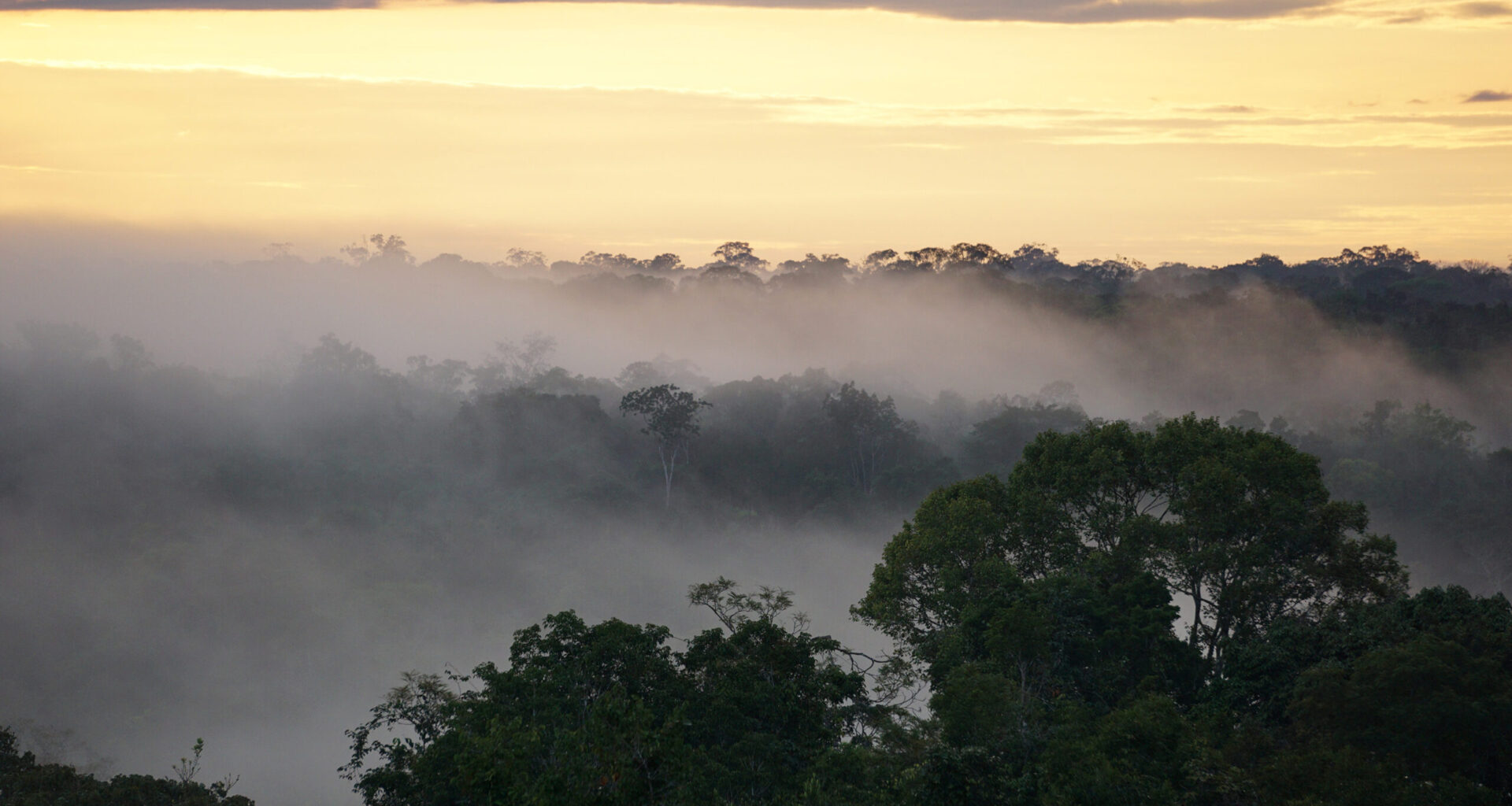 treetops with mist and distant clouds