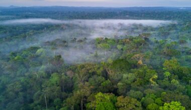 The Amazon Rainforest Could Soon Enter an Entirely New Climate