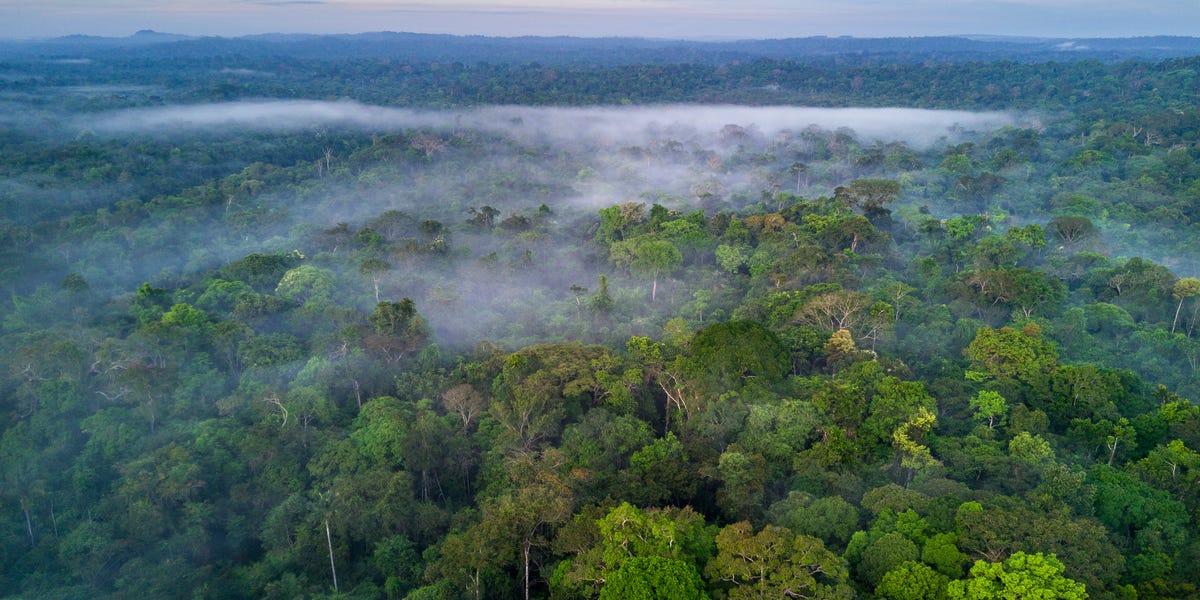 The Amazon Rainforest Could Soon Enter an Entirely New Climate