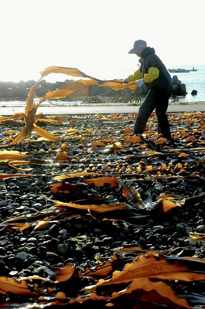 Kombu kelp is laid in the sun to dry Wakkanai, Hokkaido, on July 15, 2012. This seaweed is a vital part of Japan's food culture and economy. But it's becoming harder to harvest.