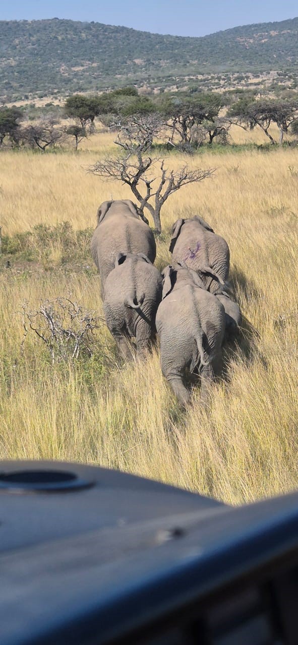 How Cooperation Secured the Future of South Africa’s Smallest Free-Roaming Elephant Herd