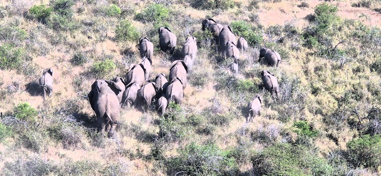 How Cooperation Secured the Future of South Africa’s Smallest Free-Roaming Elephant Herd