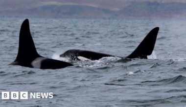 Rare sighting of Orca group's last survivors off west coast of Scotland