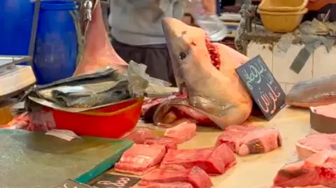 James Glancy/Blue Marine A white shark's head sits on a table in a fish market. It is surrounded by other fish and appears to be for sale.  