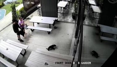 Baby seal waddles into bar in New Zealand