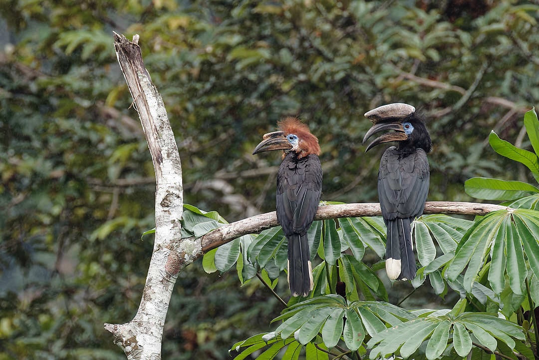 African forest hornbills gain new protections from unsustainable trade