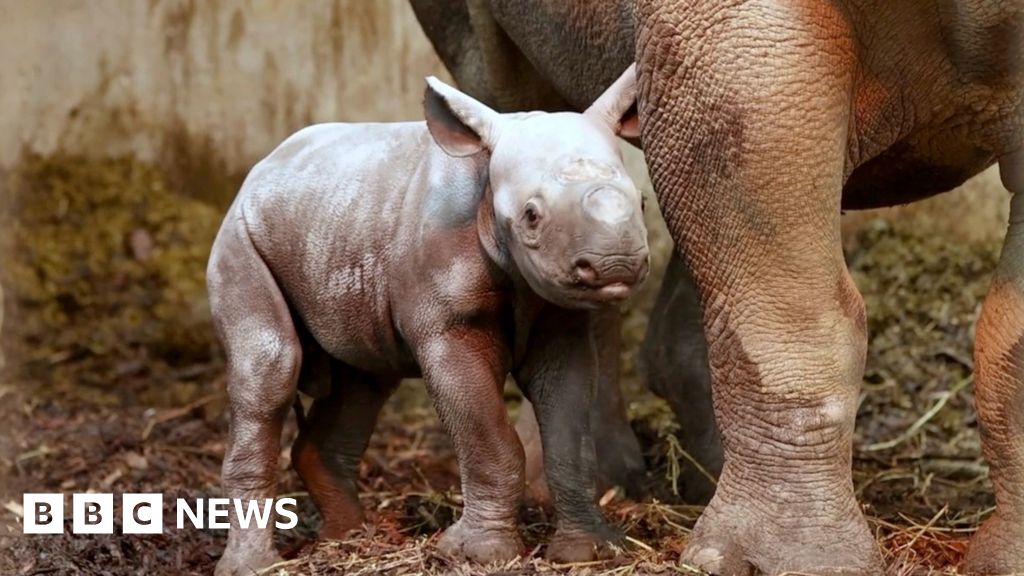 Critically endangered eastern black rhino born at Pembrokeshire farm