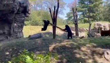 2 Bears Figure out How to Make a ‘See-Saw’ in Playful Moment Caught on Video (WATCH)