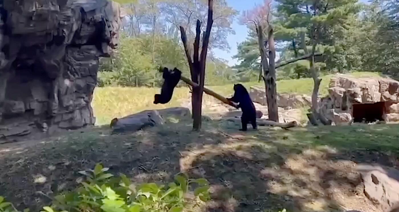 2 Bears Figure out How to Make a ‘See-Saw’ in Playful Moment Caught on Video (WATCH)