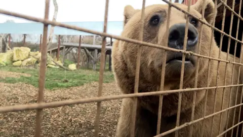 BBC One of the bears. He is close to the camera but separated from it by a thin metal fence. He is looking to the right, out of frame, but his face takes up most of the right hand side of the frame. In the background is the bears' enclosure with rocks, grass and some wooden platforms, with another fence seen around its perimeter. 