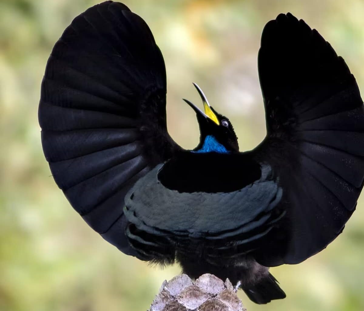 bird-color-black