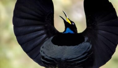 bird-color-black