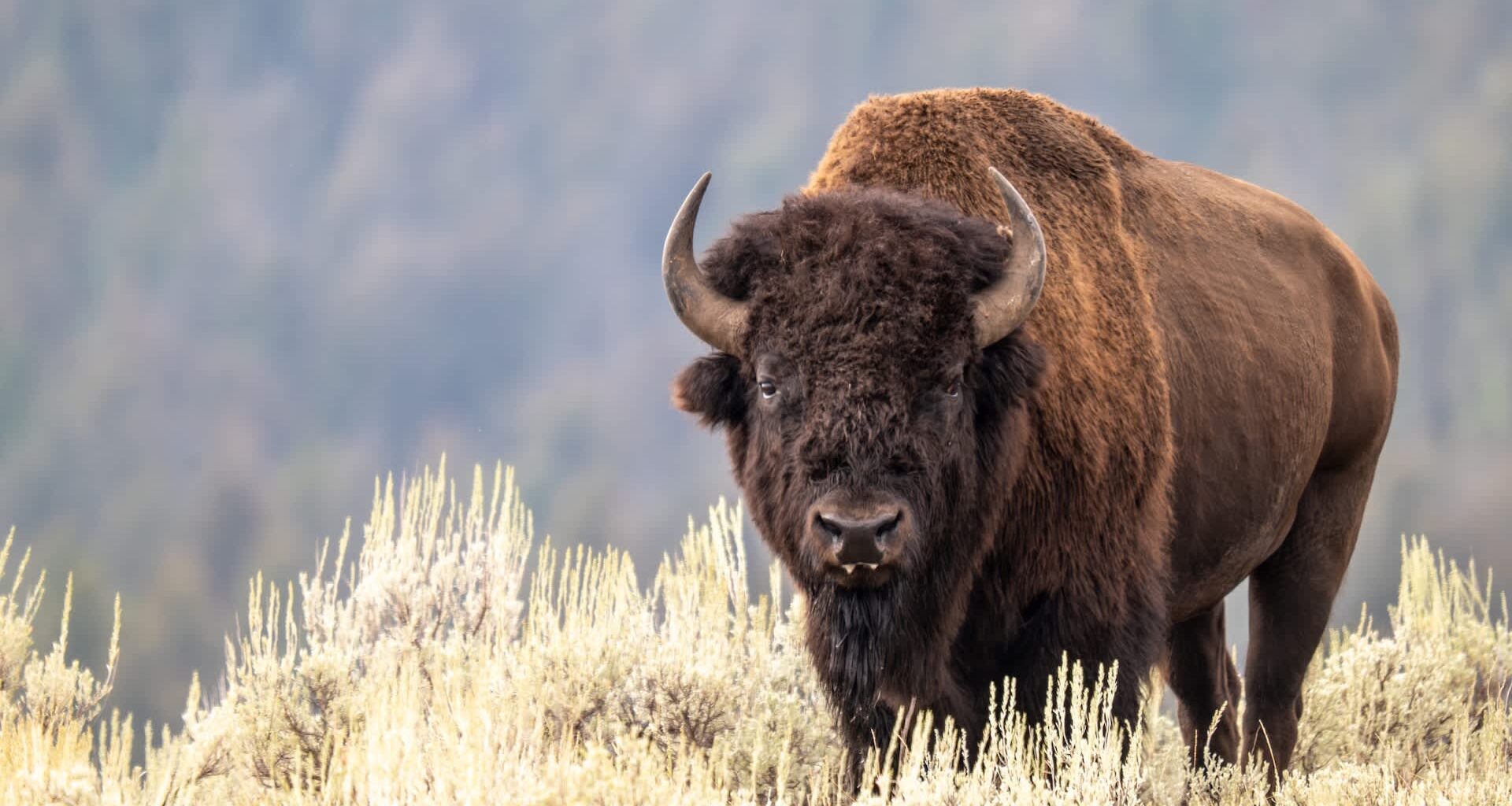 A TikTok video shows a woman getting hurt while trying to pet a bison, offering a painful lesson for everyone.