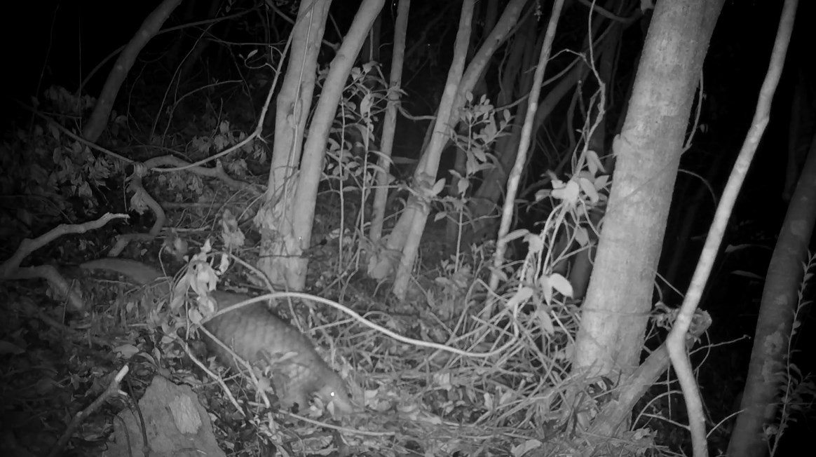A Chinese pangolin in Hong Kong. Photo: Screenshot, via Chris Owen. 