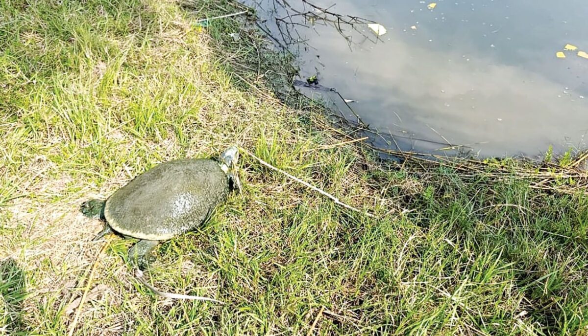 Breeding Centers And Protected Release Zones Are Reshaping The Future Of Critically Endangered Terrapin Populations