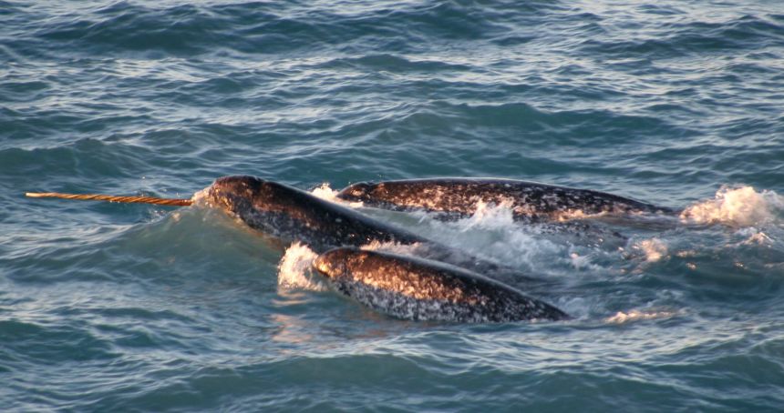 A pod of narwhals surfaces in the waters off northern Canada in August, 2005.
