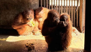 Bangkok Post - 4 orangutans set to return home on Tuesday