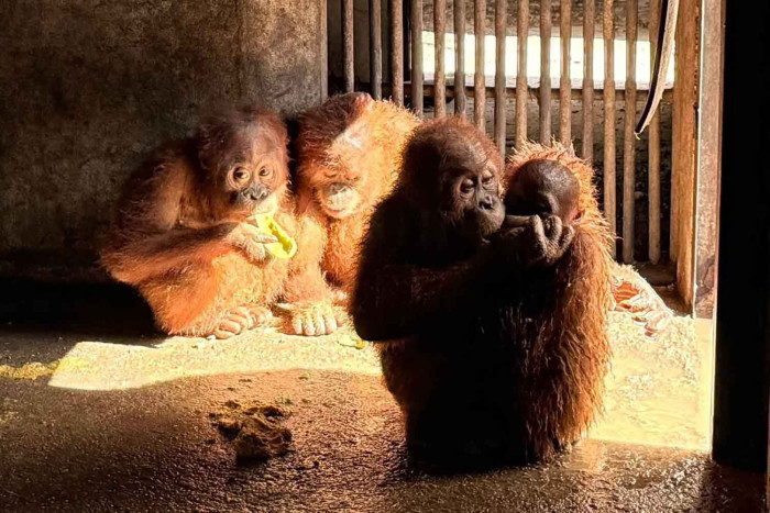 Bangkok Post - 4 orangutans set to return home on Tuesday