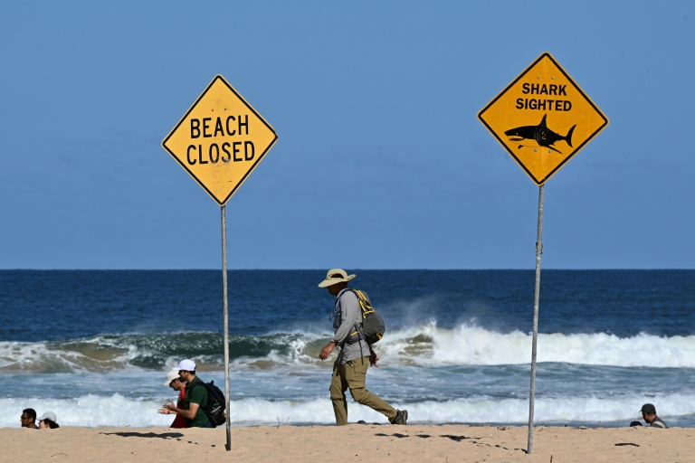 Hundreds of satellite-linked buoys lie off the eastern coast of Australia to catch sharks. (Photo: AFP)