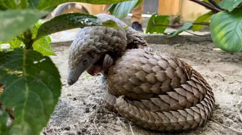 Reuters A pangolin on the ground surrounded by leafy plants