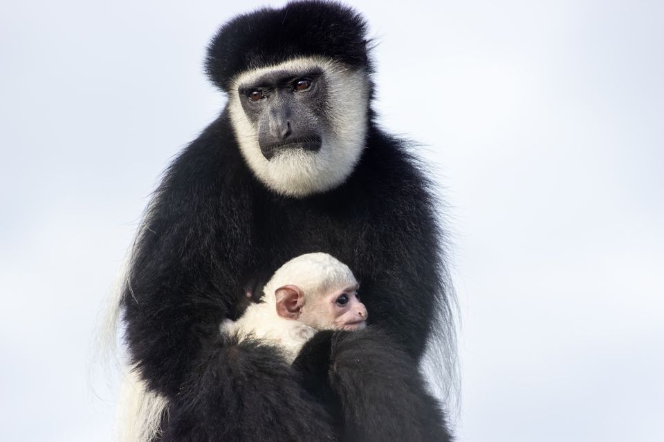 Black-and-white colobus baby monkey born at Fota Wildlife Park on 30 October 2025 to mother Freya and father Juggs. Photo: Sinéad Donnachie, Fota Wildlife Park.
