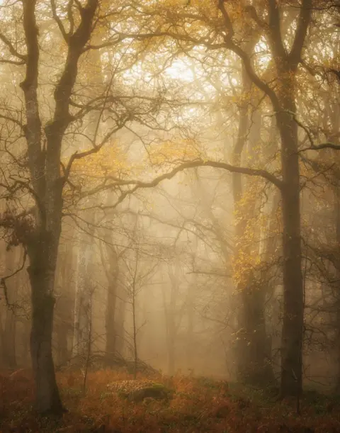 Colin Leslie A forest with light shining through the mist and red and brown leaves on the ground