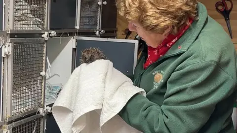 Joan Lockley, with reddish hair and wearing a red floral patterned scarf and green fleece holds a small brown hedgehog in a white towel. She is standing in front of a series of metal cages, filled with torn newspaper.