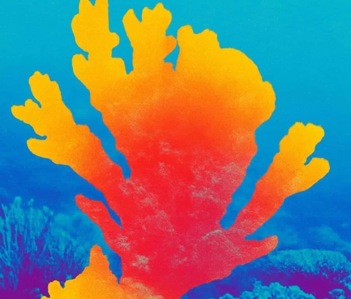 coral-climate