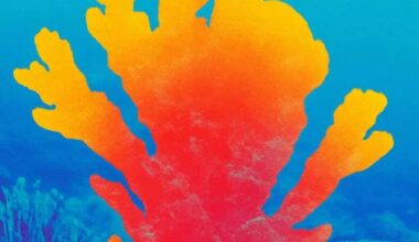 coral-climate
