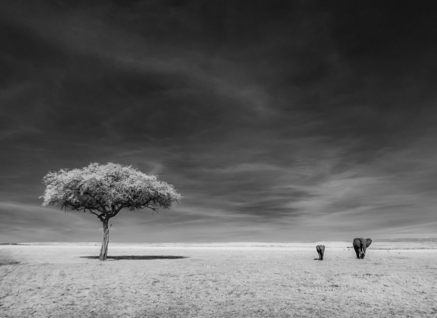 Elephants on the grasslands of the Serengeti, Tanzania. The giant mammals are mostly in search of acacia seedlings, says Compion, contributing to the open landscape.