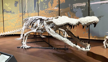 'Dinosaur-killer' crocodile has been reconstructed in fossil replica