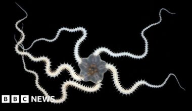 Over a third of animals lost in test deep sea mining